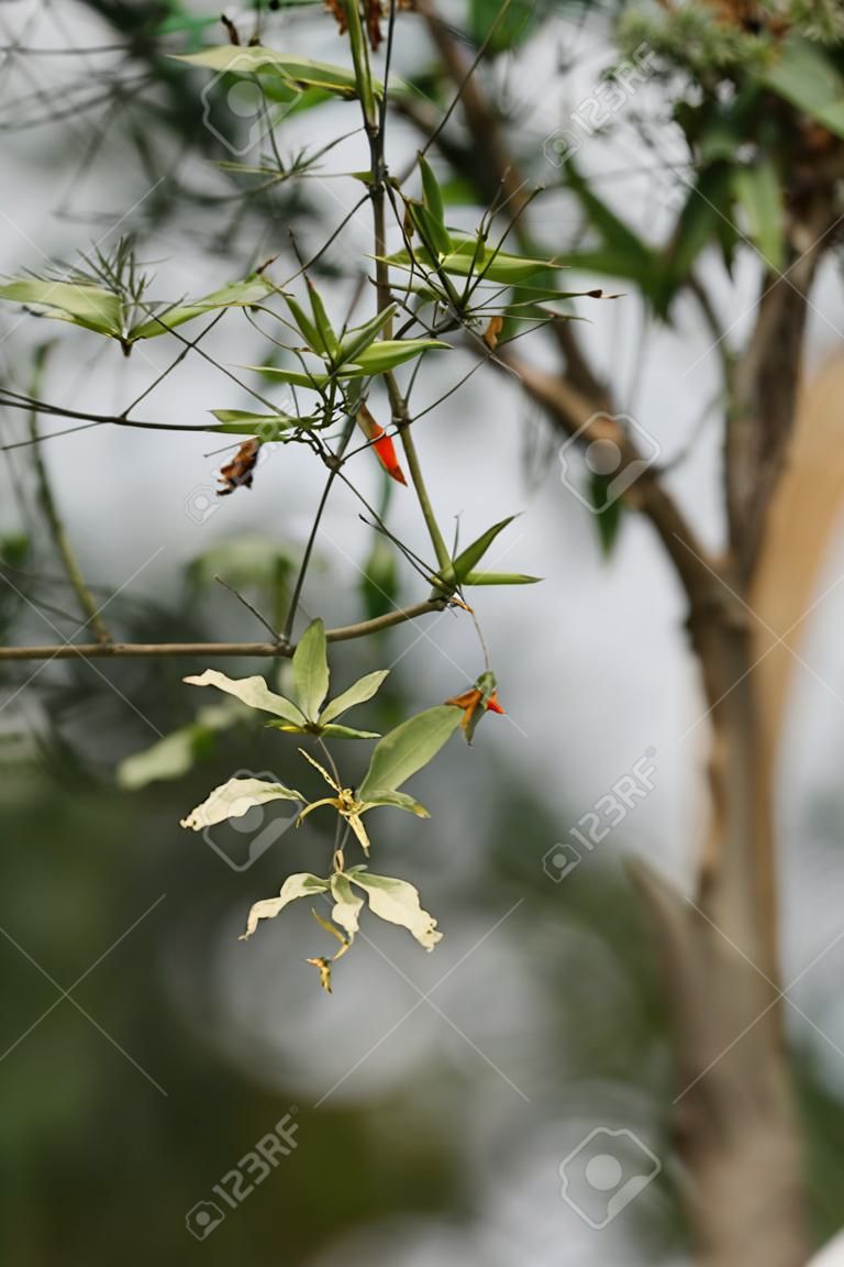 selective focus of branch of tree with green leaves on blurred background