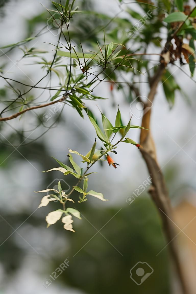 selective focus of branch of tree with green leaves on blurred background