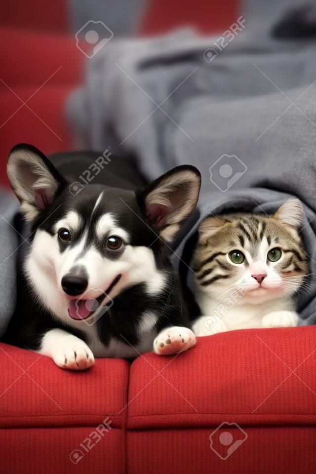 Mascotas divertidas que yacían juntos debajo de cuadros en el sofá