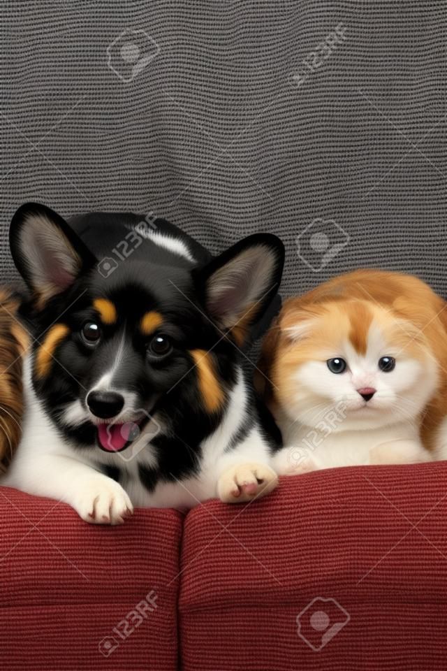 Mascotas divertidas que yacían juntos debajo de cuadros en el sofá