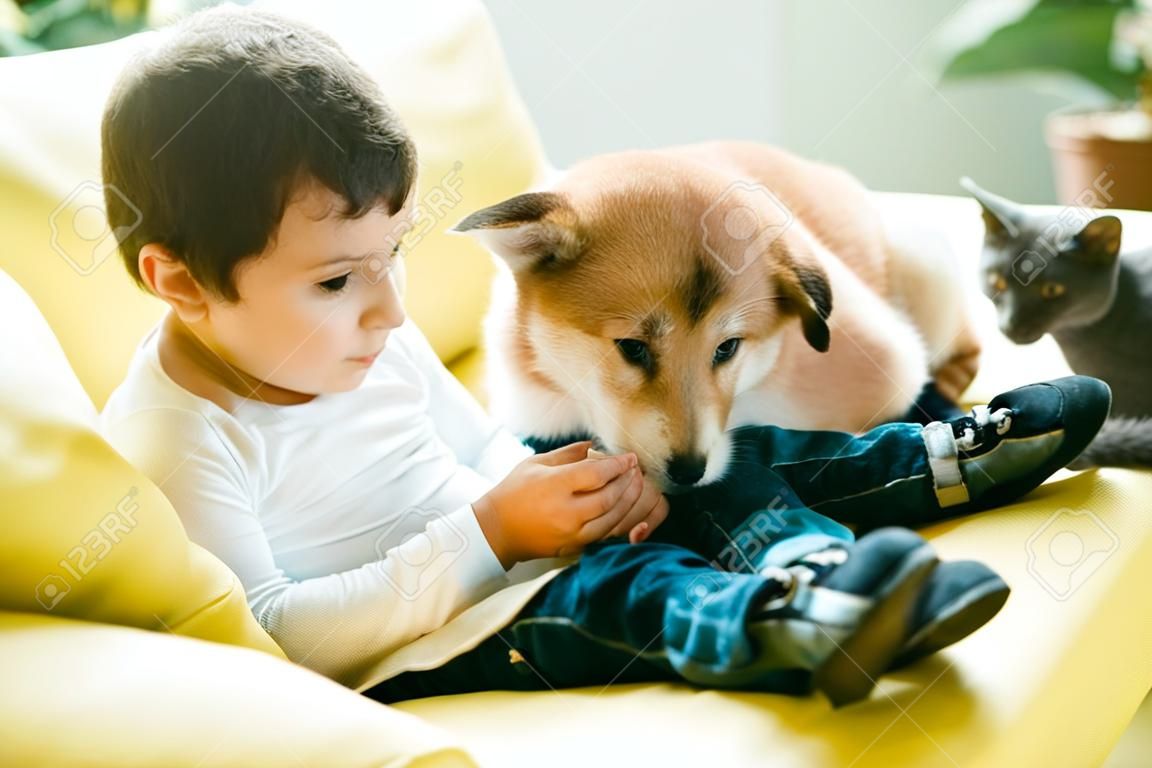 uroczy chłopiec siedzi na kanapie z kotem i psem