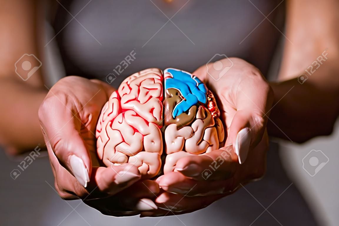 Captura recortada de mujer sosteniendo modelo de cerebro en las manos