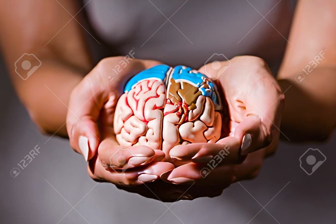 photo recadrée d'une femme tenant un modèle de cerveau dans les mains