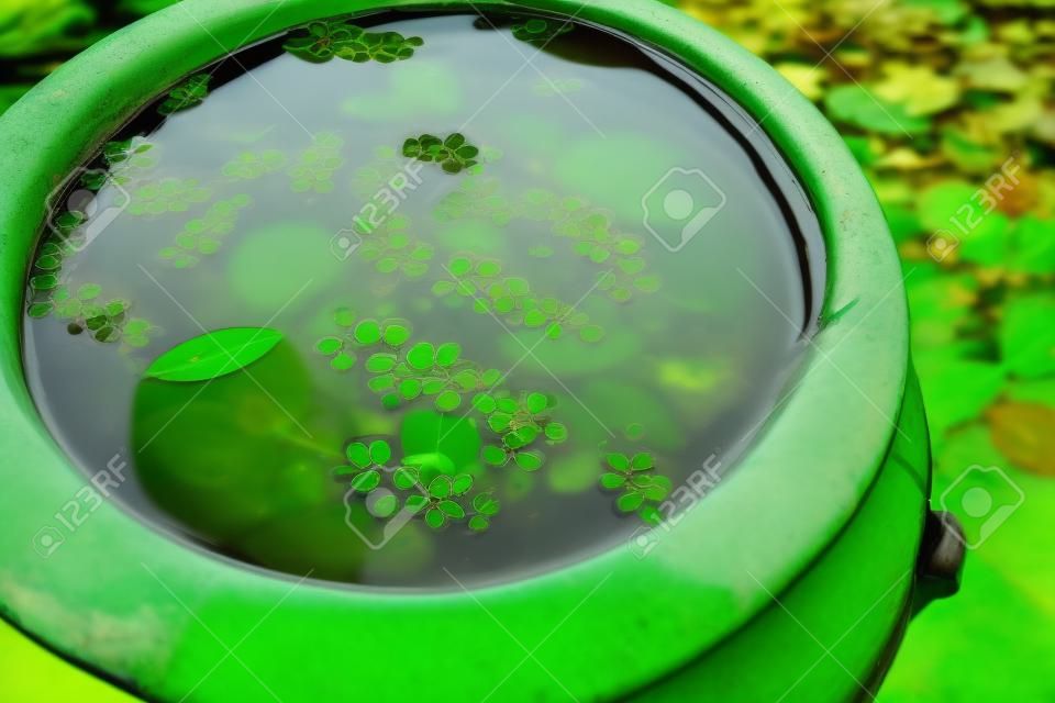 close-up view of green leaves in water in pot and pond in Hue, Vietnam