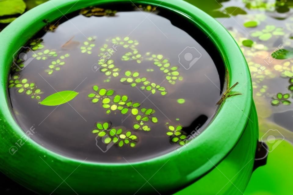 vue rapprochée des feuilles vertes dans l'eau en pot et étang à Hue, Vietnam