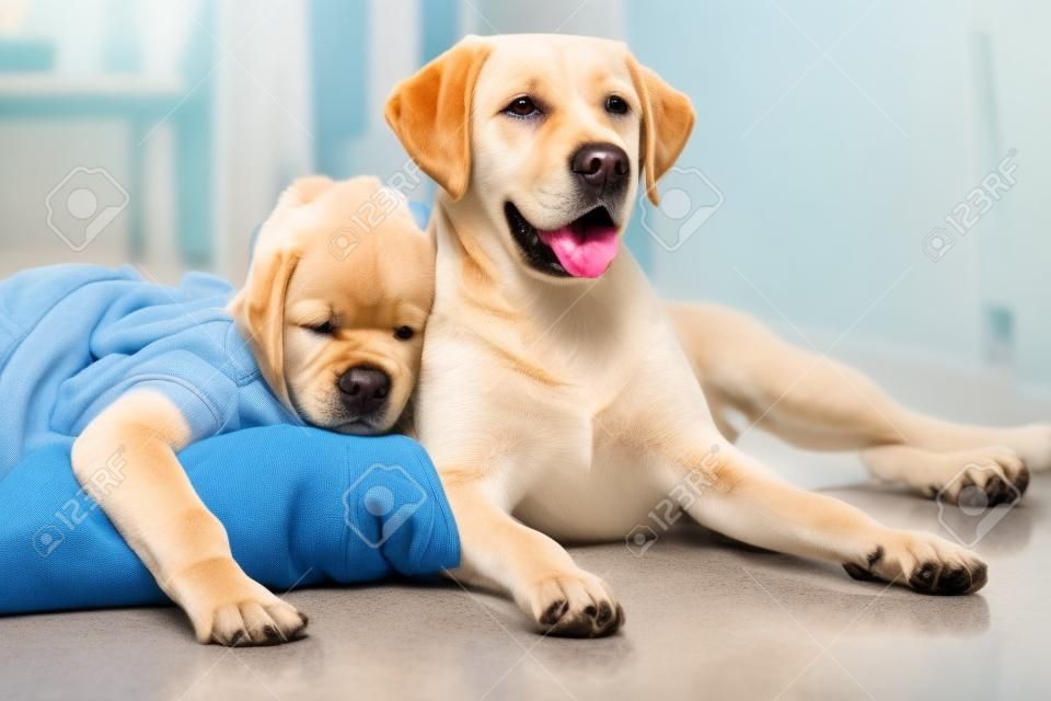 Kid with down syndrome lying on the floor next to Labrador retriever dog