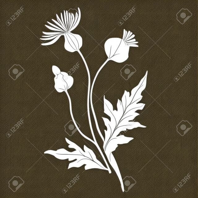 Vector flores silvestres florais flores botânicas. Folha de primavera selvagem isolada. Arte de tinta gravada em preto e branco. Elemento de ilustração de flor isolado.