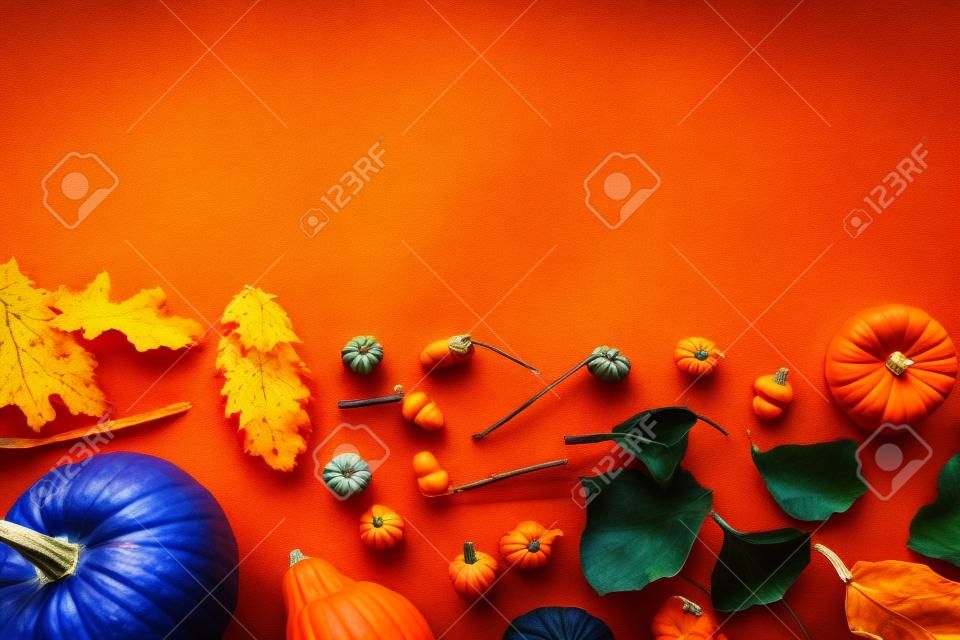 ripe whole colorful pumpkins and autumnal decor on blue background with copy space
