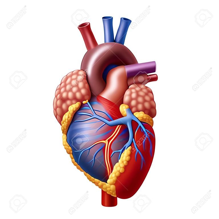 内側の心血管系臓器の医療保健医療のシンボルとして白い背景上に分離されて健康な体から人間の心臓の解剖学.