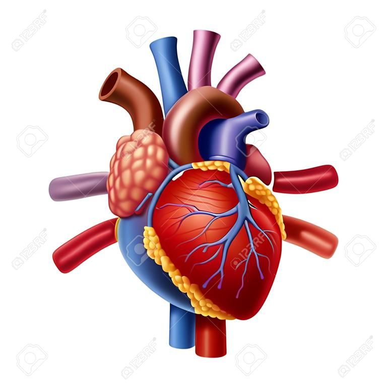 内側の心血管系臓器の医療保健医療のシンボルとして白い背景上に分離されて健康な体から人間の心臓の解剖学.