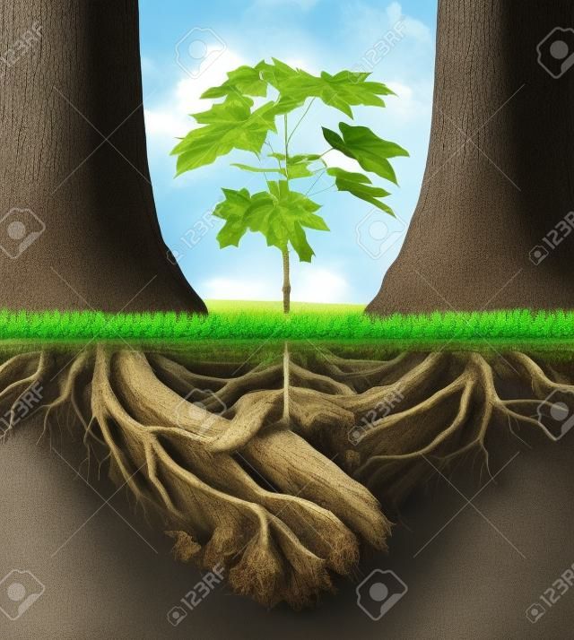 New business developmentgrowth concept with a group of two partner trees coming together as plant roots shaped as an agreement handshake resulting in the creation of a new growing team opportunity 