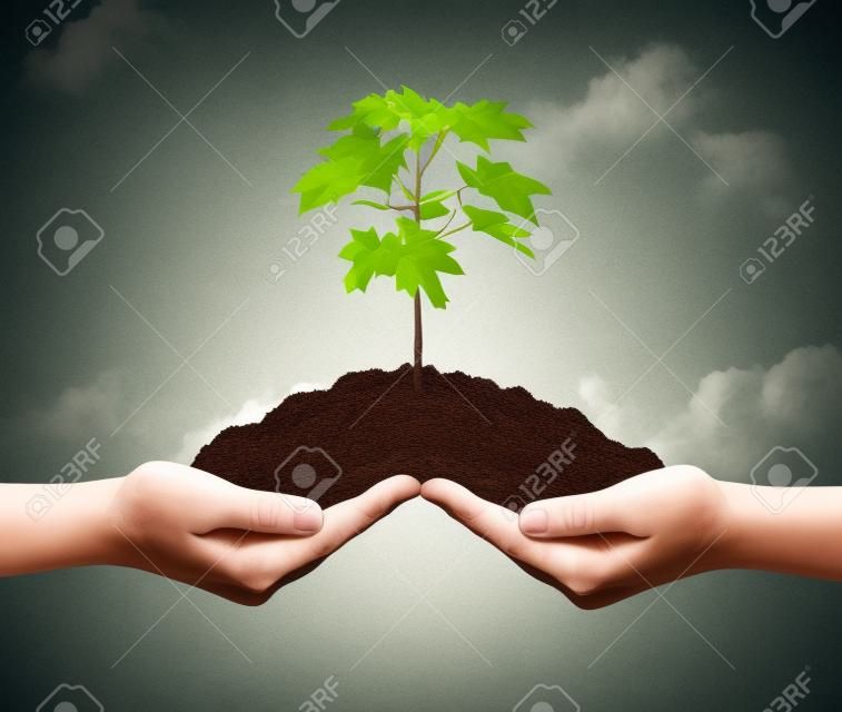 合作业务增长的象征，双手拿着一堆的地球上，一棵小树苗growng