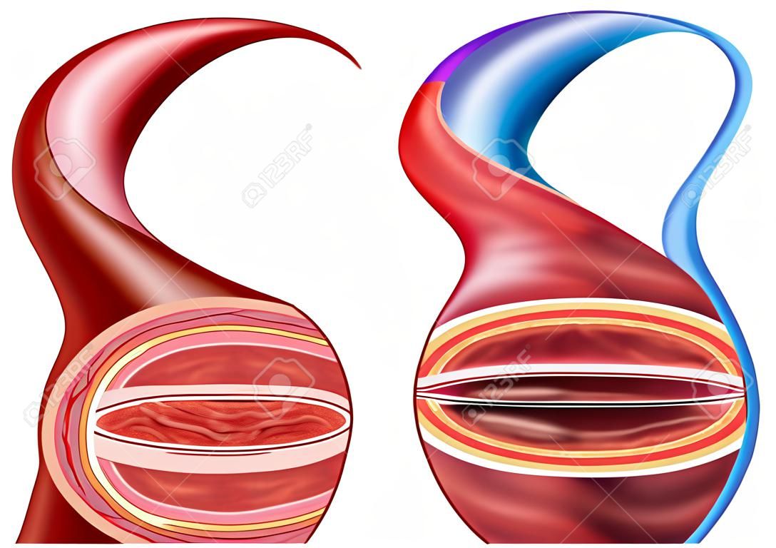 Artery and vein structure comparison concept as a human circulation section with blood vessels anatomy close up in a 3D illustration style.