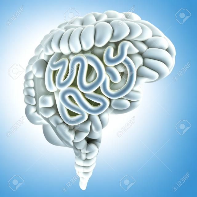Gut brain axis concept as a digestive system and human thinking organ connected together as a medical biochemical signaling symbol as a 3D illustration isolated on white.