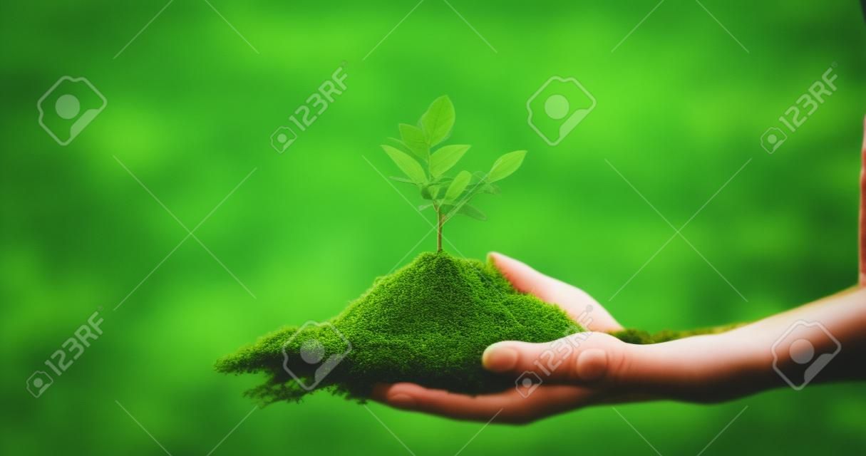 Mão segurando a planta jovem em desfocar o fundo verde da natureza. conceito eco dia da terra
