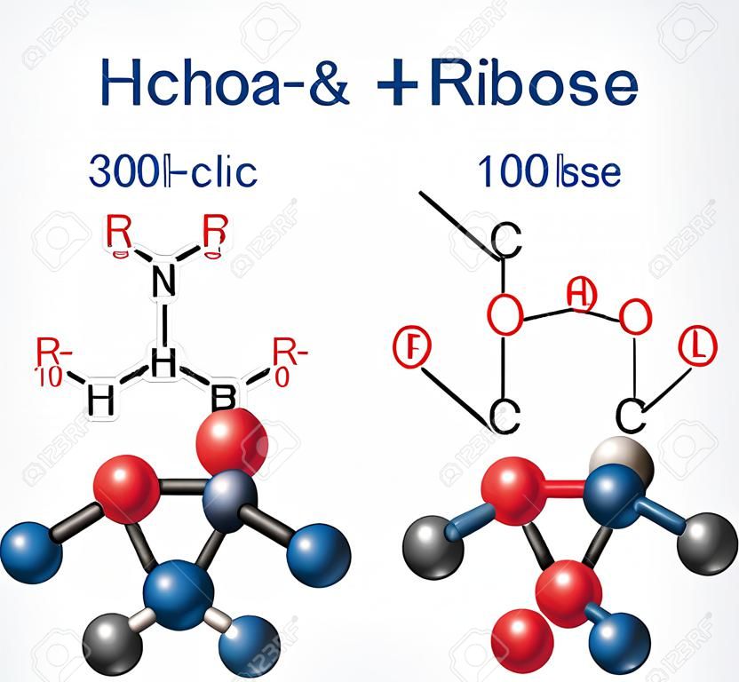 Linear form (acyclic) of ribose and ribose (cyclic form) molecules structural chemical formula and molecule model.