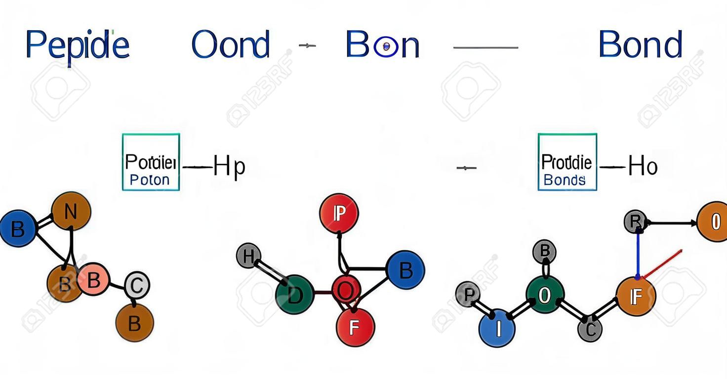 Peptide binding. vorming van amide bindingen van twee aminozuren als gevolg van eiwit biosynthese reactie. Het is proces is een uitdroging synthese reactie. Vector illustratie