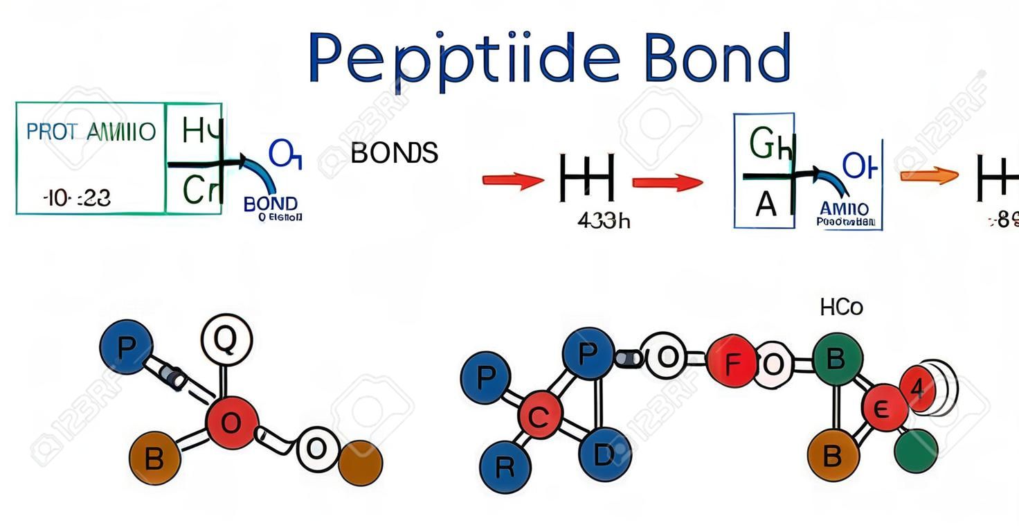 Peptide bond. Formation of amide bonds from two amino acids as a result of protein biosynthesis reaction. It is process is a dehydration synthesis reaction. Vector illustration