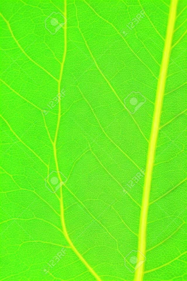 close up of green leaf veins