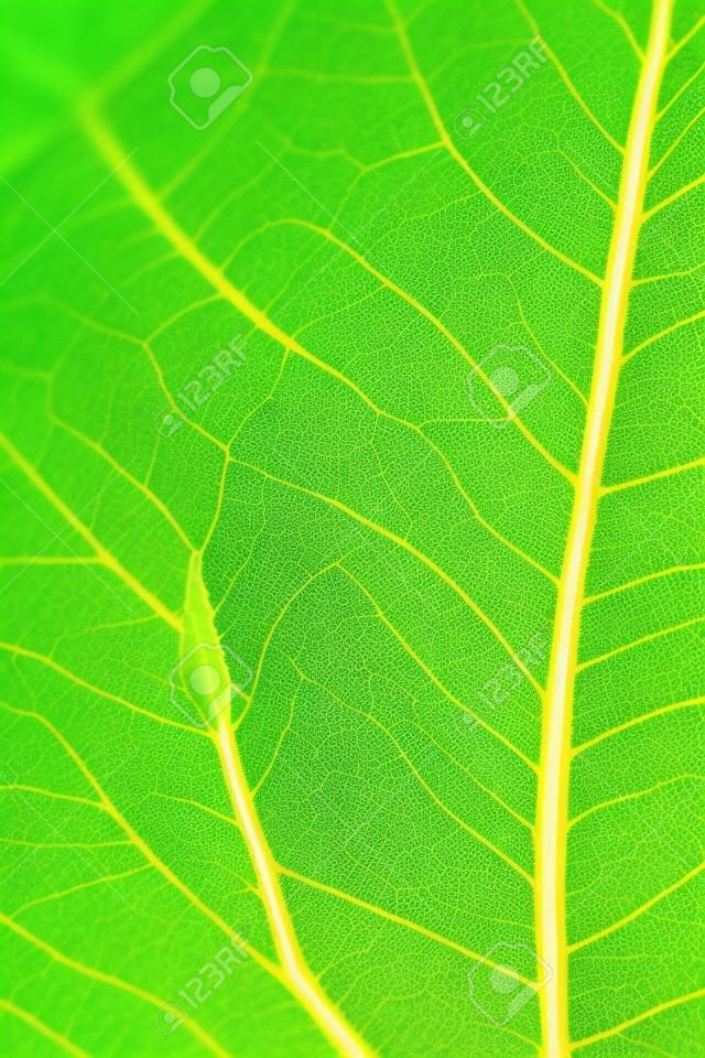 close up of green leaf veins