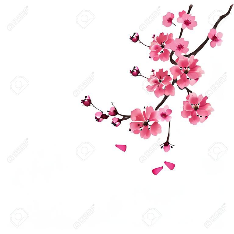 sakura. Lush the branch of dark pink sakura blossom. Isolated on white background. Vector illustration