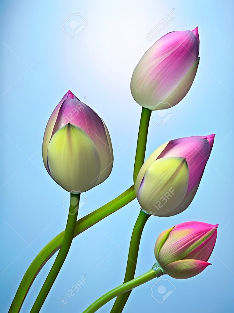 Lotus Blütenknospen