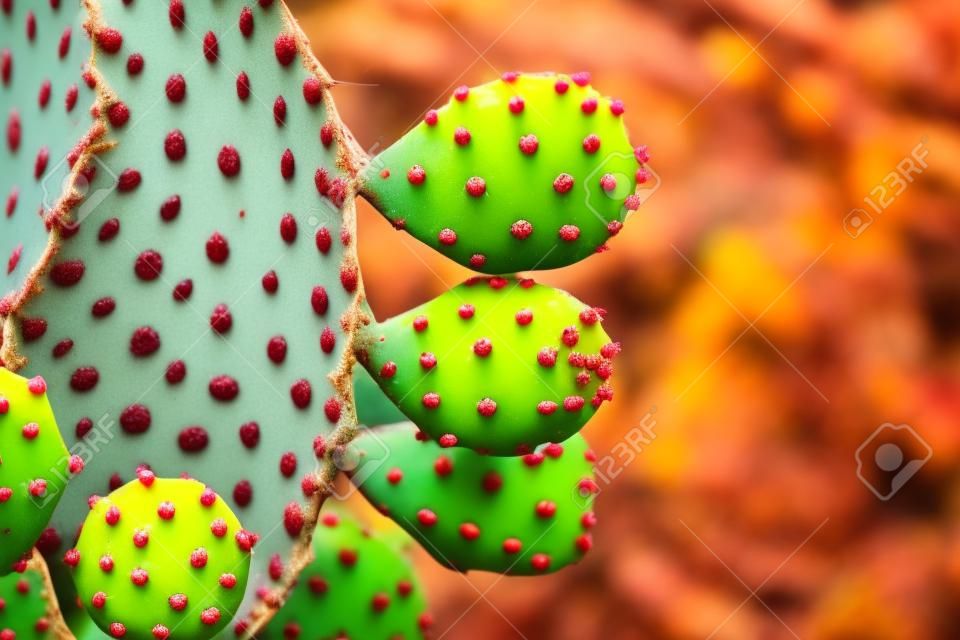 Opuntia cactus ripe fruits. Edible Succulents