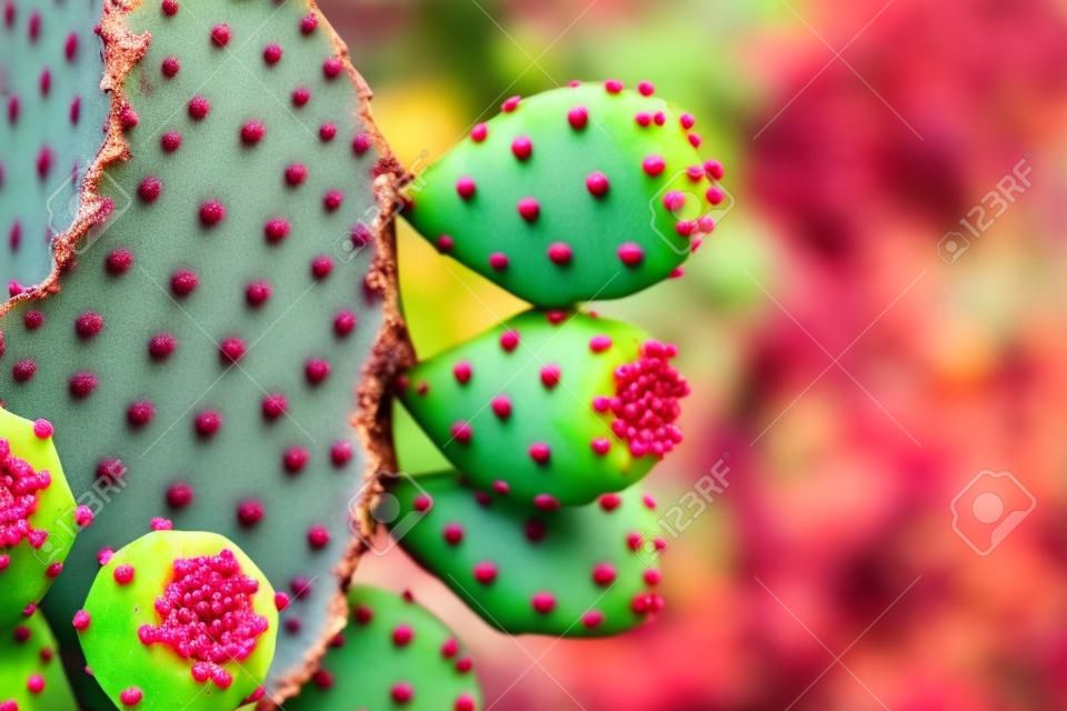 Opuntia cactus frutos maduros. Comestíveis Suculentas