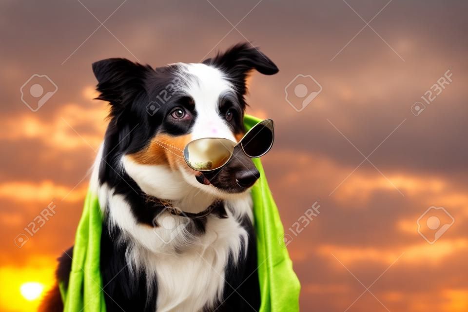 Border collie australian shepherd mix dog wearing sunglasses on tip of nose and scarf at sunset sunrise looking cool adorable doubtful fashionable stylish calm chic