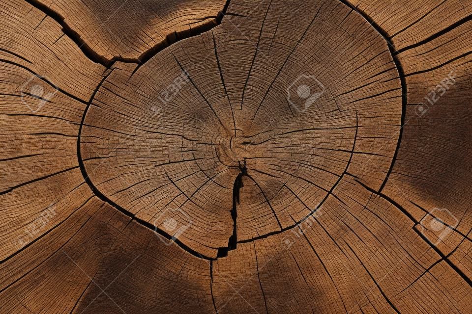 Wood Background: Weathered Oak Tree Cross-Section Closeup
