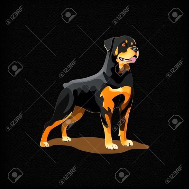 Rottweiler Dog standing vector illustration isolated with shadow.