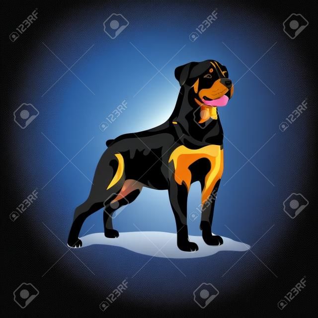 Rottweiler Dog standing vector illustration isolated with shadow.