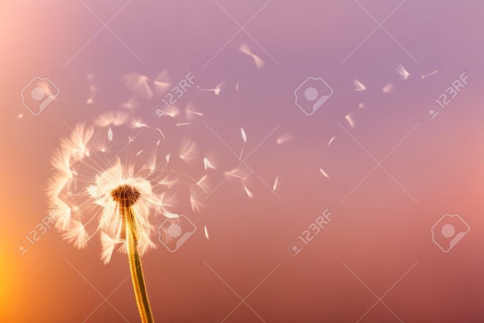 Beautiful fluffy dandelion and flying seeds outdoors at sunset