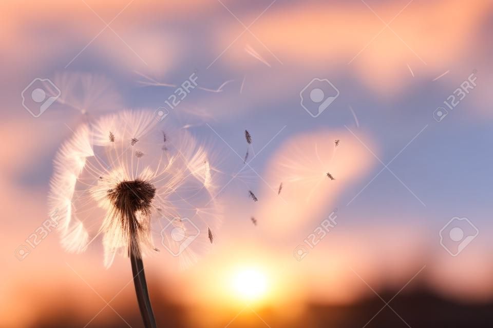 Beautiful fluffy dandelion and flying seeds outdoors at sunset