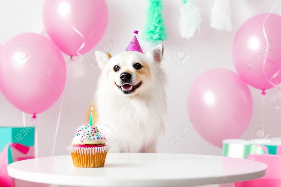 Cute dog wearing party hat at table with delicious birthday cupcake in decorated room