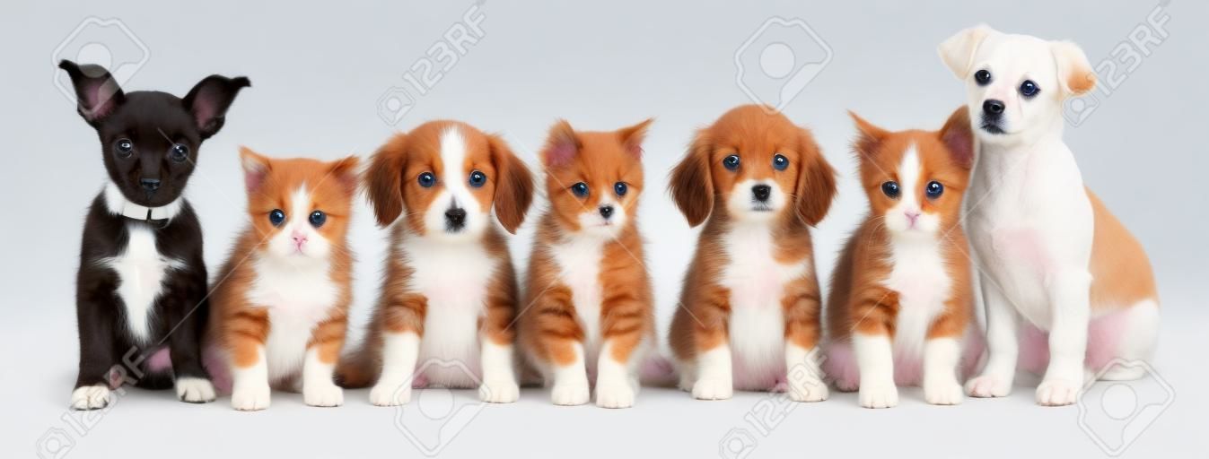 Cute dogs and cats on white background. banner design