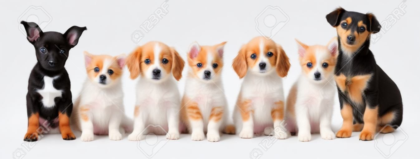 Cute dogs and cats on white background. banner design
