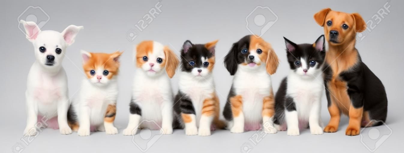 흰색 바탕에 귀여운 개와 고양이. 배너 디자인