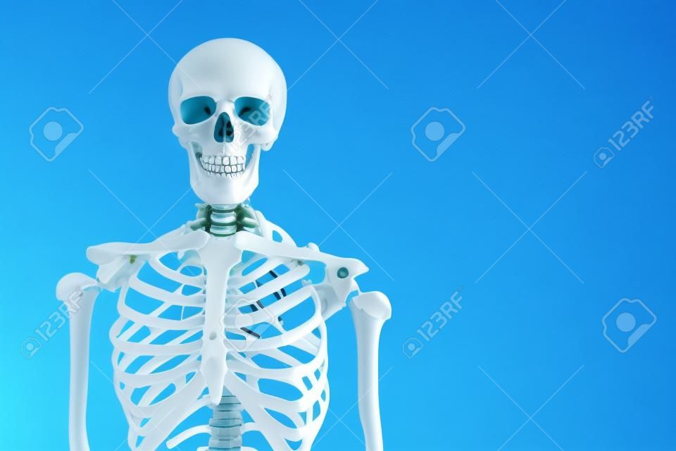 Modello di scheletro umano artificiale su sfondo blu. spazio per il testo
