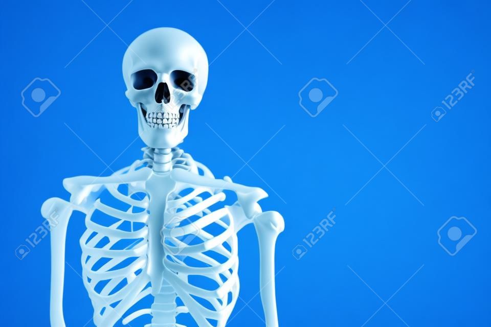 Artificial human skeleton model on blue background. Space for text