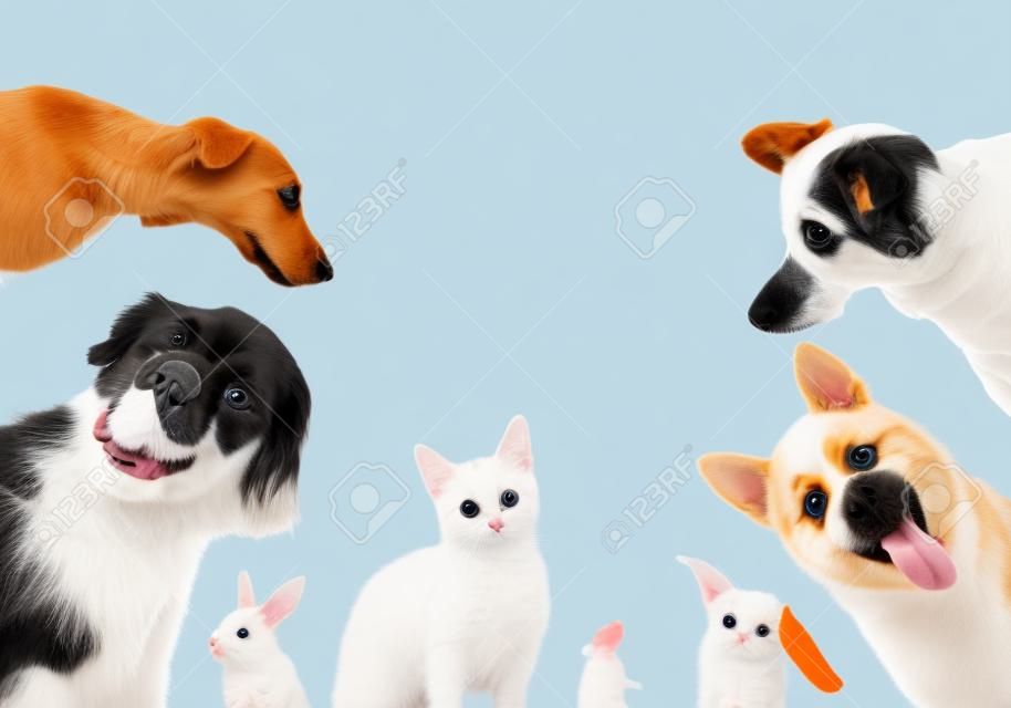 Conjunto com diferentes animais de estimação bonitos no fundo branco