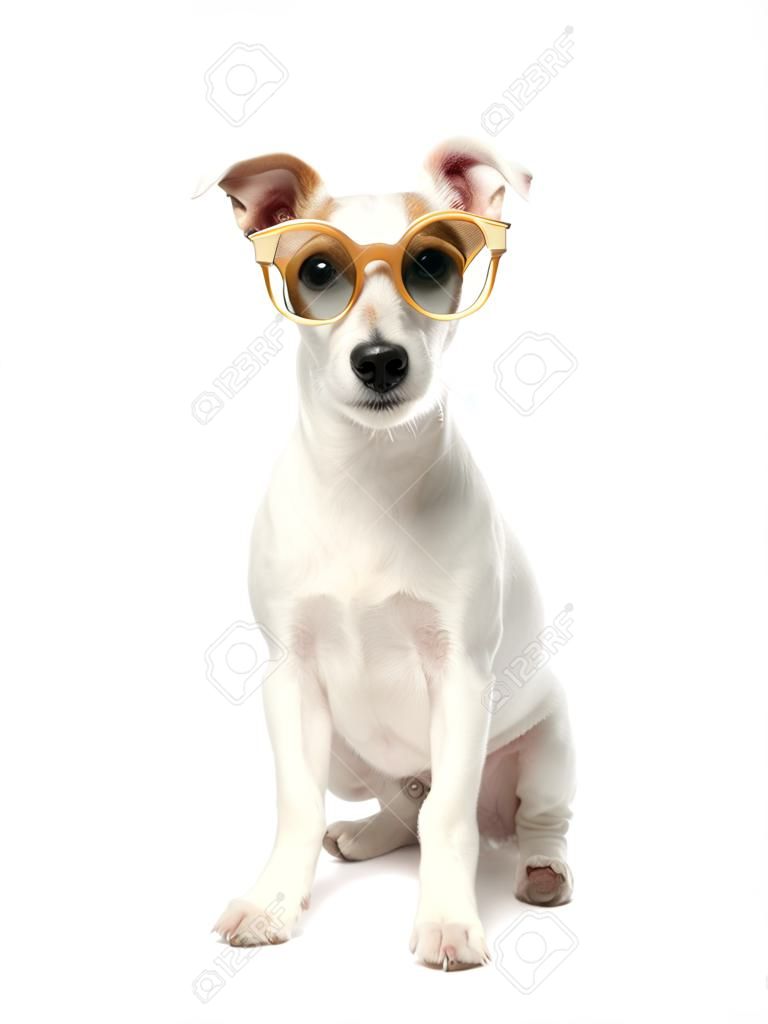 Cute Jack Russel Terrier dog with sunglasses on white background