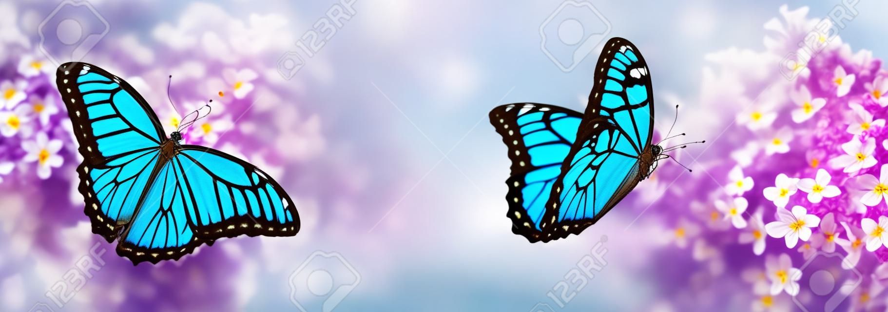 Incredibili farfalle morpho comuni su fiori lilla in giardino, banner design