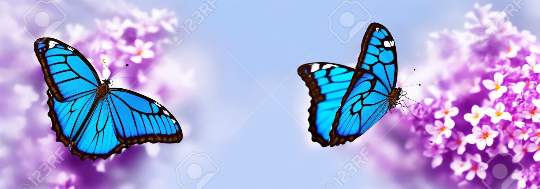 Incredibili farfalle morpho comuni su fiori lilla in giardino, banner design