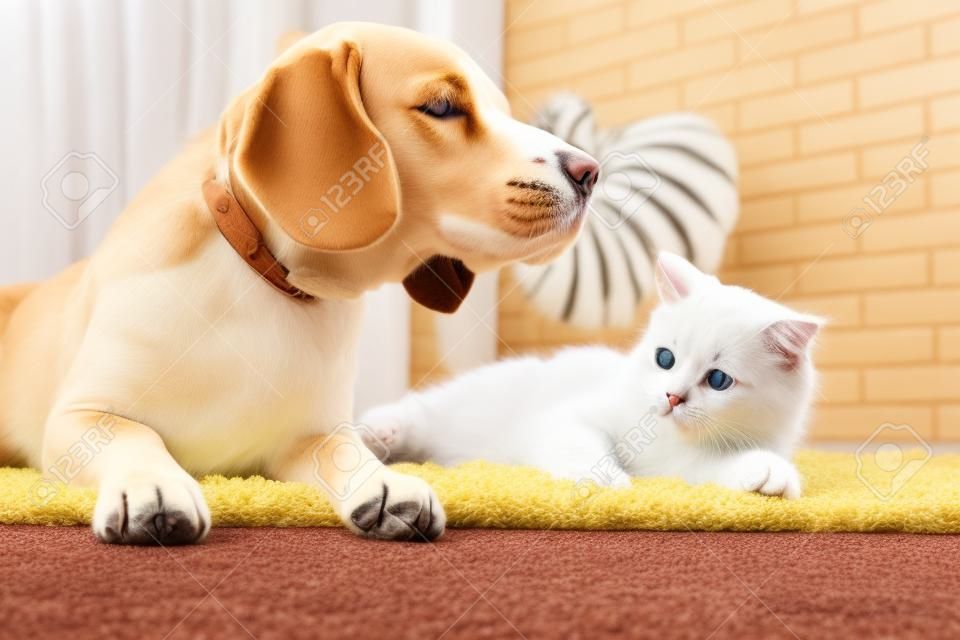 Adorabile gatto e cane sdraiato sul tappeto a casa. amicizia animale