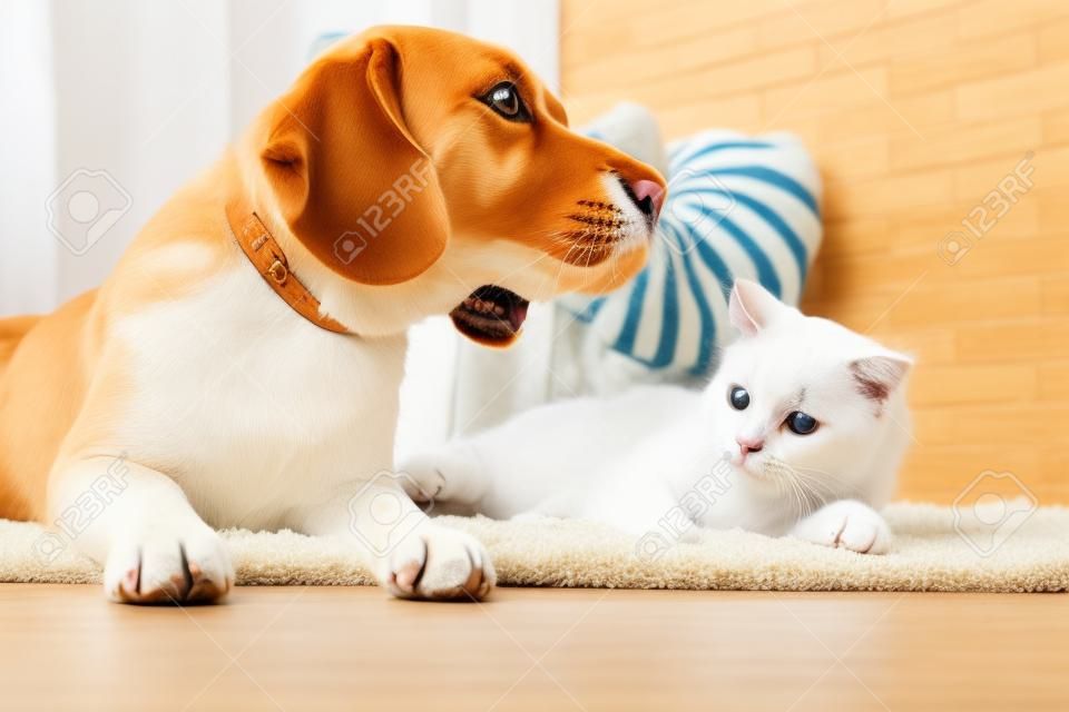Adorabile gatto e cane sdraiato sul tappeto a casa. amicizia animale