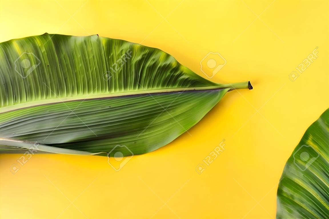 Frisches grünes Bananenblatt auf farbigem Hintergrund, Draufsicht mit Platz für Text, tropisches Laub