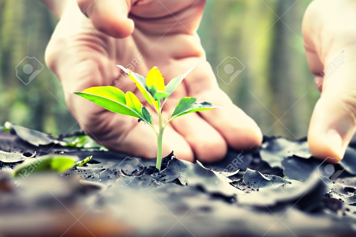 mão proteger nova folha no chão. conceito de ecologia