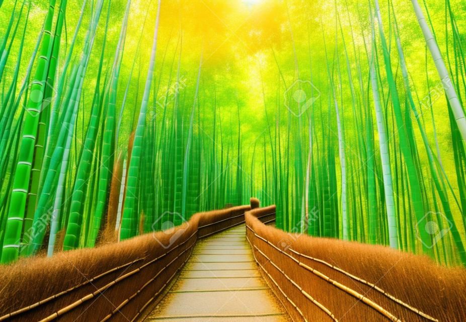 Ścieżka do las bambusowy, Arashiyama, Kyoto, Japonia