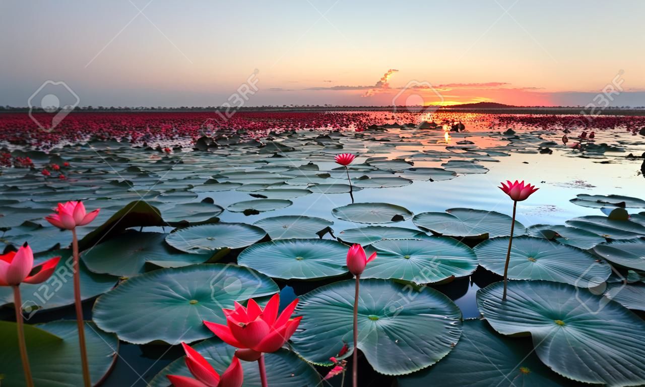 De zee van rode lotus, Lake Nong Harn, provincie Udon Thani, Thailand